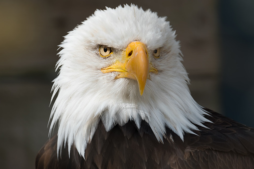 Portrait of a beautiful bald eagle (Haliaeetus leucocephalus), the national bird of the USA, against a black background.