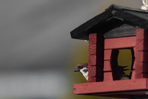 House Sparrow sits on a bird feeder and eats plant seeds. Selective focus.