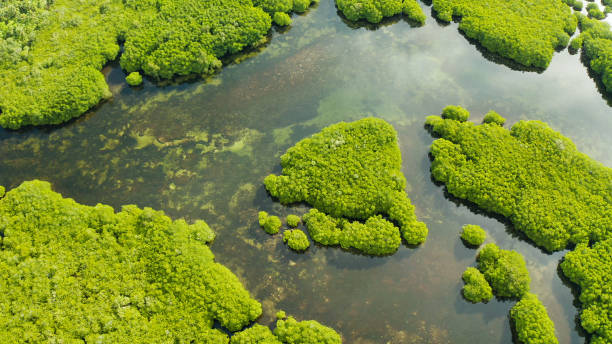 istock Aerial view of Mangrove forest and river 1304743347
