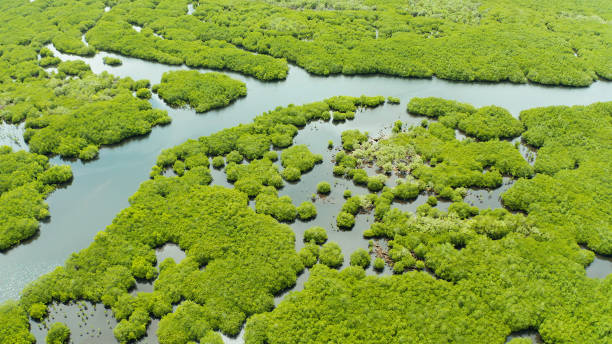 istock Aerial view of Mangrove forest and river 1304744389