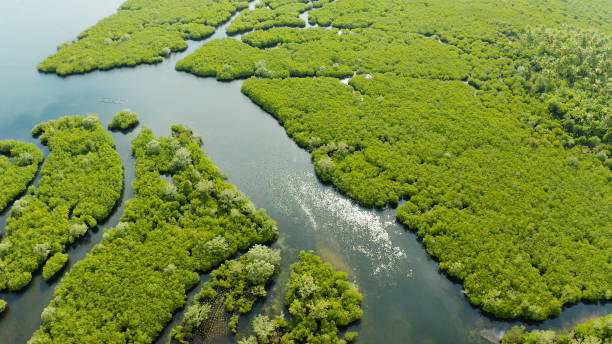 istock Aerial view of Mangrove forest and river 1304744545