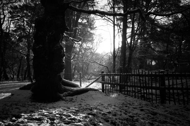 снег в лесу - alderley edge стоковые фото и изображения