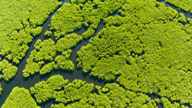 istock Aerial view of Mangrove forest and river 1304745033
