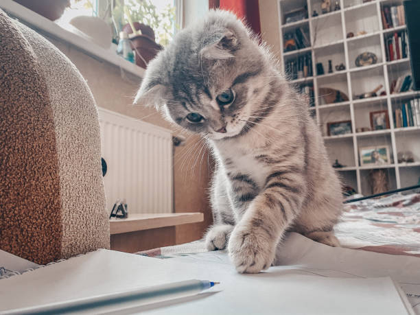 istock Cute Scottish cat, three month old kitten 1304745776