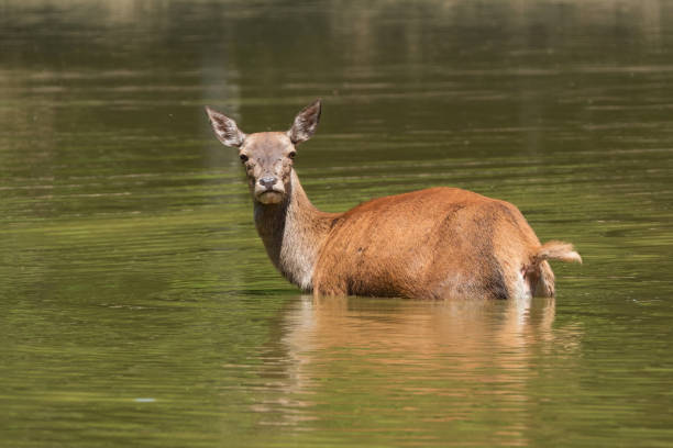 istock A doe bathes in a pond 1304746242