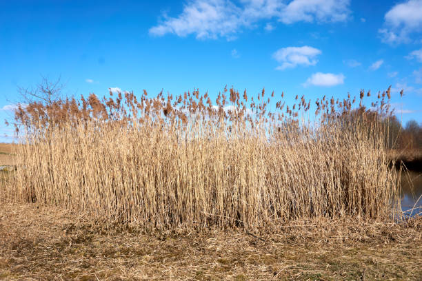 istock reed under a blue sky on a sunny day 1304746468