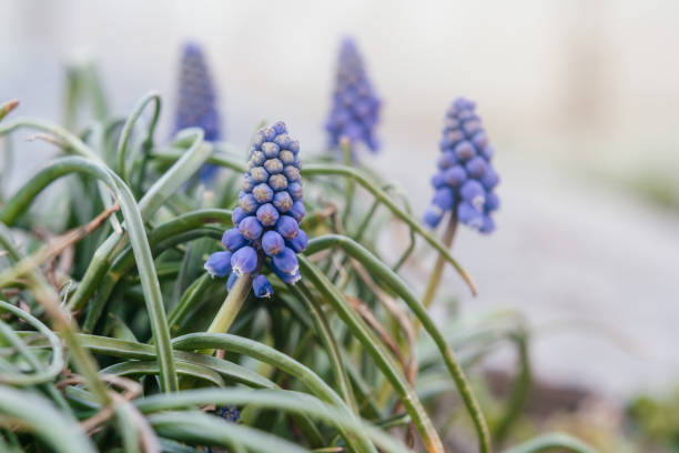 Blue muscari flowers floral spring background