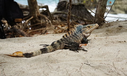 Ctenosaura similis lizard, male black spiny-tailed iguana sitting in sand on the beach