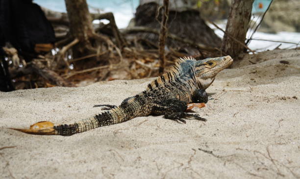 black spiny-tailed iguana Ctenosaura similis lizard, male black spiny-tailed iguana sitting in sand on the beach long tailed lizard stock pictures, royalty-free photos & images