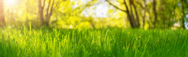 istock Fresh green grass background in sunny summer day 1304748504