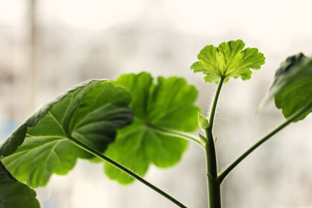 Real young green leaves of geranium at early spring morning