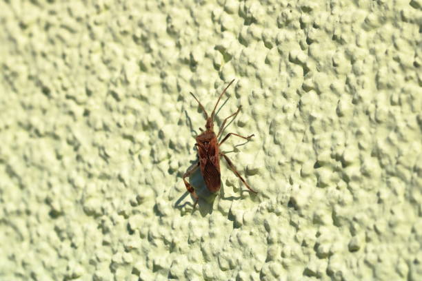 istock Leptoglossus occidentalis. Western conifer seed bug, aka WCSB. Macro, isolated on green wall 1304751762