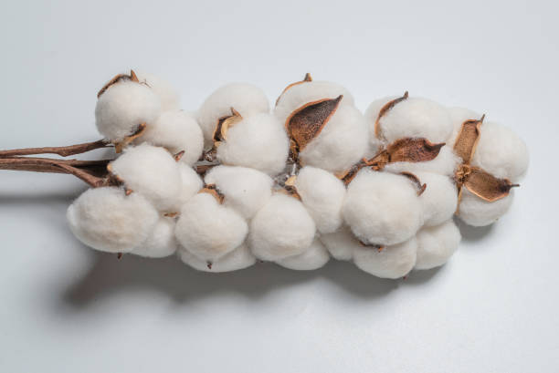 istock Cotton flower branch isolated on white background. 1304752952