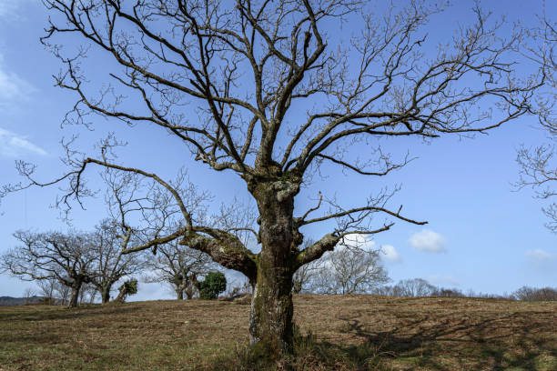 close-up of a beech tree on a blue sky day in winter, with few clouds and low. portrait of a solitary tree without leaves, bare, in the mintad of an almost dry meadow with few samples of grass. In the background the on the hill, on the left, more beech trees also without leaves primer plano de un hayedo en un día de cielo azul en invierno, con pocas nubes y bajo. retrato de un árbol solitario sin hojas, desnudo, en la menta de un prado casi seco con pocas muestras de hierba. en el fondo de la colina, a la izquierda, más haya t