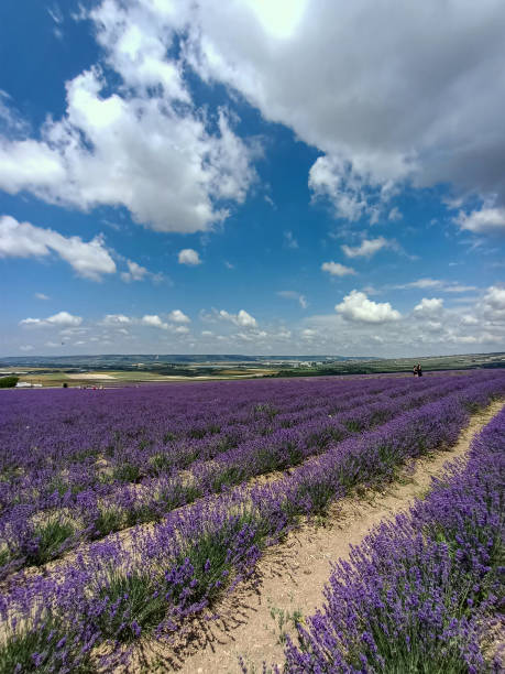 istock Lavender purple flowers field 1304753418