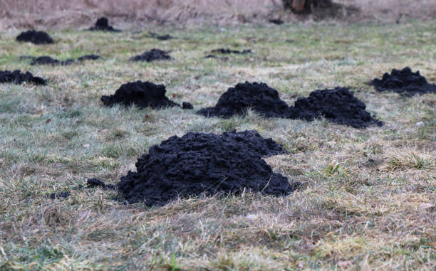 black molehills in the field in the countryside stock photo