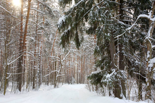 istock Walking path in the winter sunny pine forest 1304753661