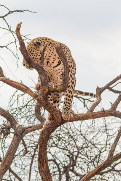 istock Leopard in the kalahari desert, Namibia, Africa 1304754266