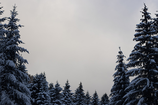 Fir forest black and white snow season winter mountain