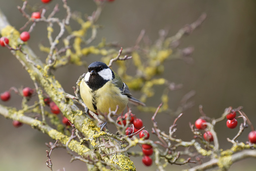 Great tit among hawthorn berries