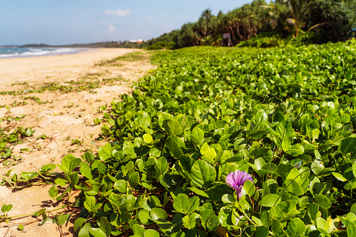 Tropical plants on empty Bentota Beach, Sri Lanka.