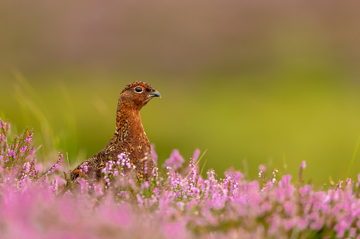 Red Grouse male in Summer, facing right in blooming pink heather. Close up.  Clean background.  Space for copy.  Scientific name: Lagopus Lagopus.  Horizontal.  Space for copy.