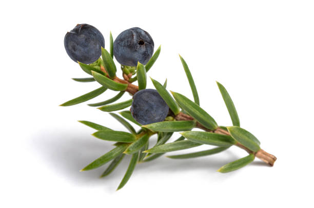 Juniper branch with blue berries Juniper branch with blue berries isolated on white juniperus chinensis stock pictures, royalty-free photos & images