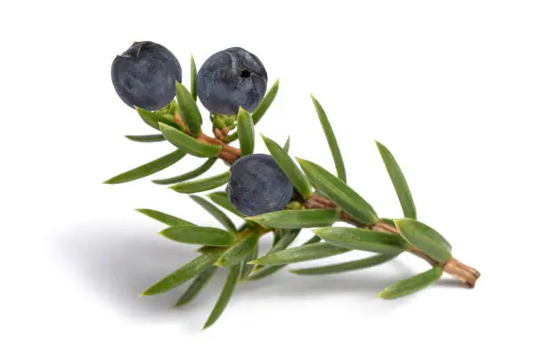Juniper branch with blue berries isolated on white