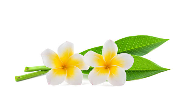 istock Frangipani flowers with  leaves 1304755710