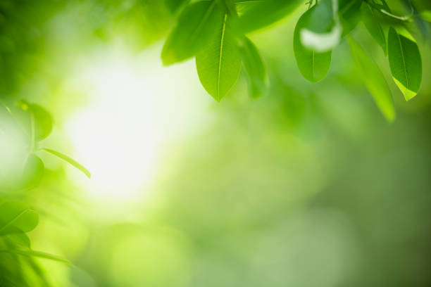 istock Beautiful nature view green leaf on blurred greenery background under sunlight with bokeh and copy space using as background natural plants landscape, ecology wallpaper concept. 1304755725