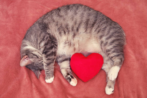 A cat lies with a heart as a symbol of love on Valentine Day A cat lies with a heart as a symbol of love on Valentine Day heart shape valentines day fur pink stock pictures, royalty-free photos & images