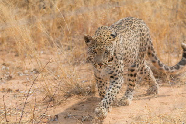 istock Leopard in the kalahari desert, Namibia, Africa 1304756215