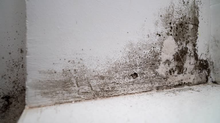 angle between door and white wall with black mold. dangerous fungus