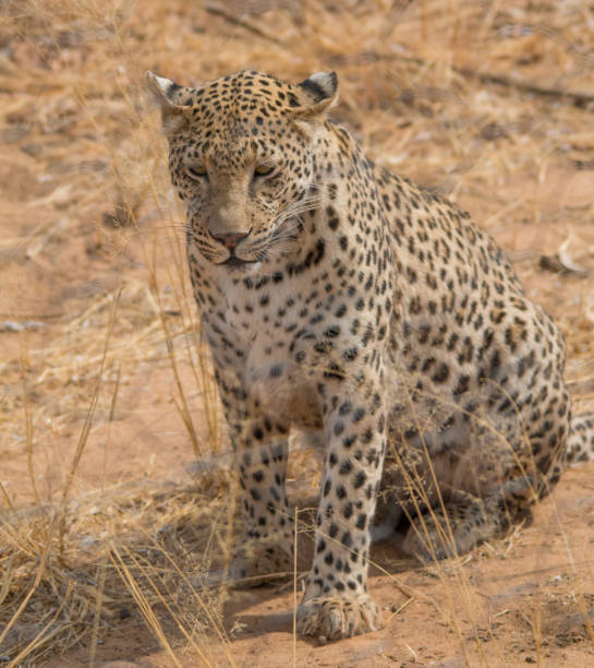 istock Leopard in the kalahari desert, Namibia, Africa 1304756376