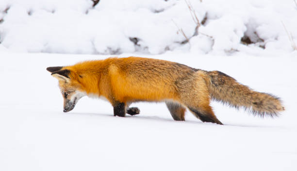 istock Red Fox hunting in pristine white snow. 1304757286