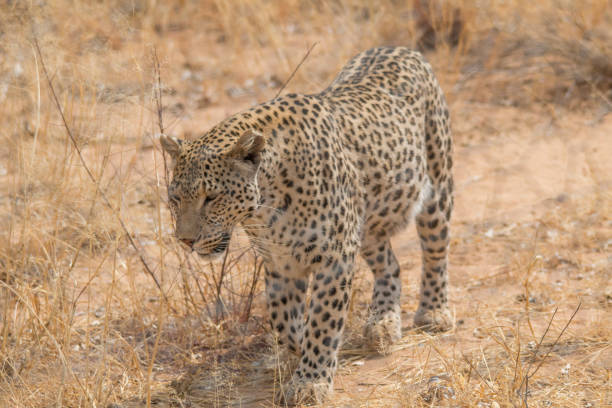 istock Leopard in the kalahari desert, Namibia, Africa 1304757289