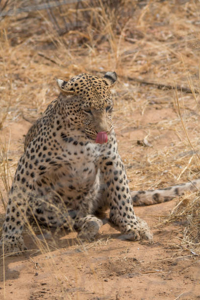 istock Leopard in the kalahari desert, Namibia, Africa 1304757290