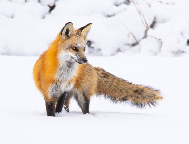 istock Red Fox hunting in pristine white snow. 1304757349