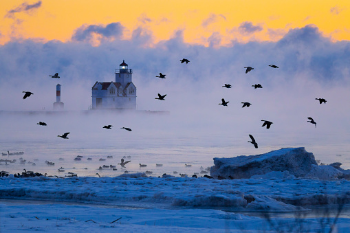 Geese fly in minus ten degrees Fahrenheit, winter survival, with scenic lighthouse and sea smoke, fog.