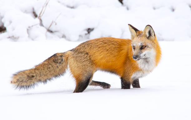 istock Red Fox hunting in pristine white snow. 1304757617