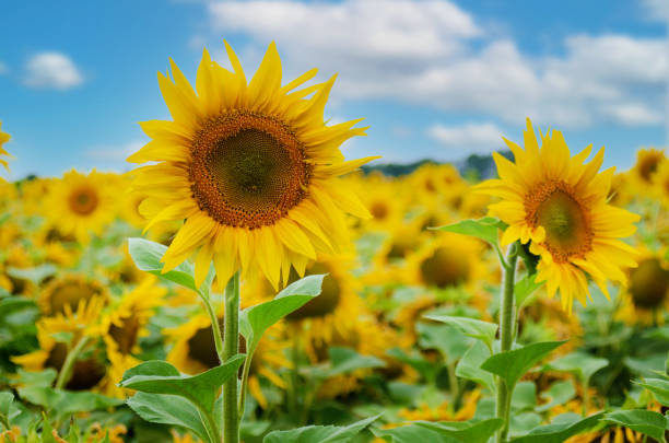 istock Sunflowers at field under blue sky somewhere in Ukraine 1304758572