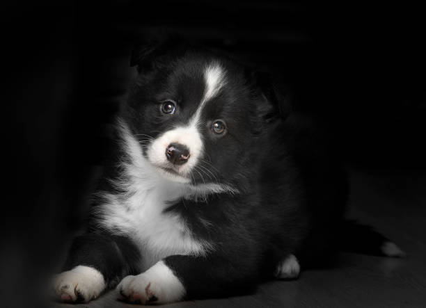 border collie puppy lying with black background