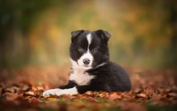 Border collie puppy lying in the forest