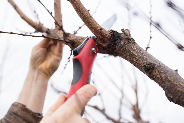 istock Pruning garden with hacksaw. Hands cut a tree with saw 1304758797