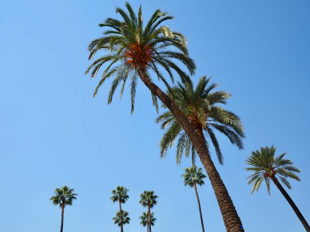 istock Palm trees in Sevilla, Spain 1304758994