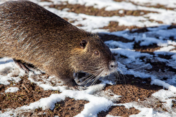 muskrat ondatra zibethicus ou nutria myocastor coypus rongeur dans l’habitat naturel. scène faunique d’allemagne, alzey, palatinat rhénan. les rats musqués mangent des carottes. - nutria rodent beaver water photos et images de collection