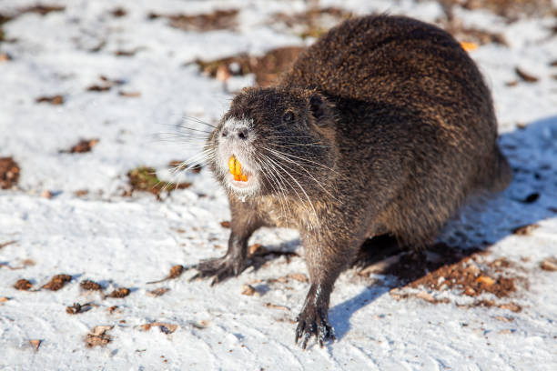 muskrat ondatra zibethicus ou nutria myocastor coypus rongeur montre des dents dans l’habitat naturel. scène faunique d’allemagne, alzey, palatinat rhénan. les rats musqués dans la neige d’hiver. - nutria rodent beaver water photos et images de collection