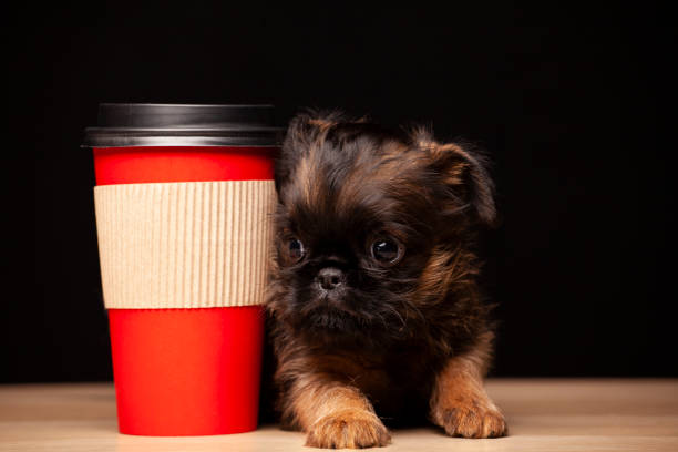 image of dog paper cup dark background