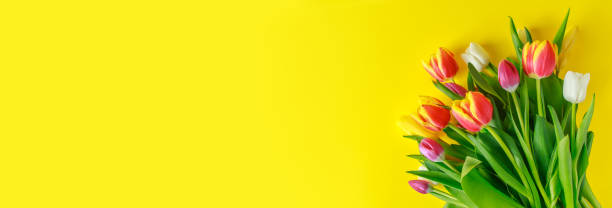 istock Bouquet of multi-colored tulips on a yellow background. 1304760049