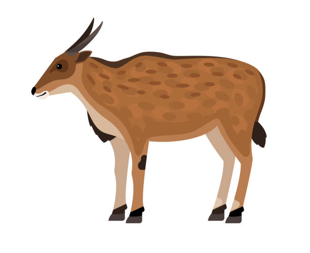 illustrations, cliparts, dessins animés et icônes de antilope avec des cornes. caractère exotique africain de dessin animé du zoo, symbole du trophée de chasse, bête sabotée de la faune - eland